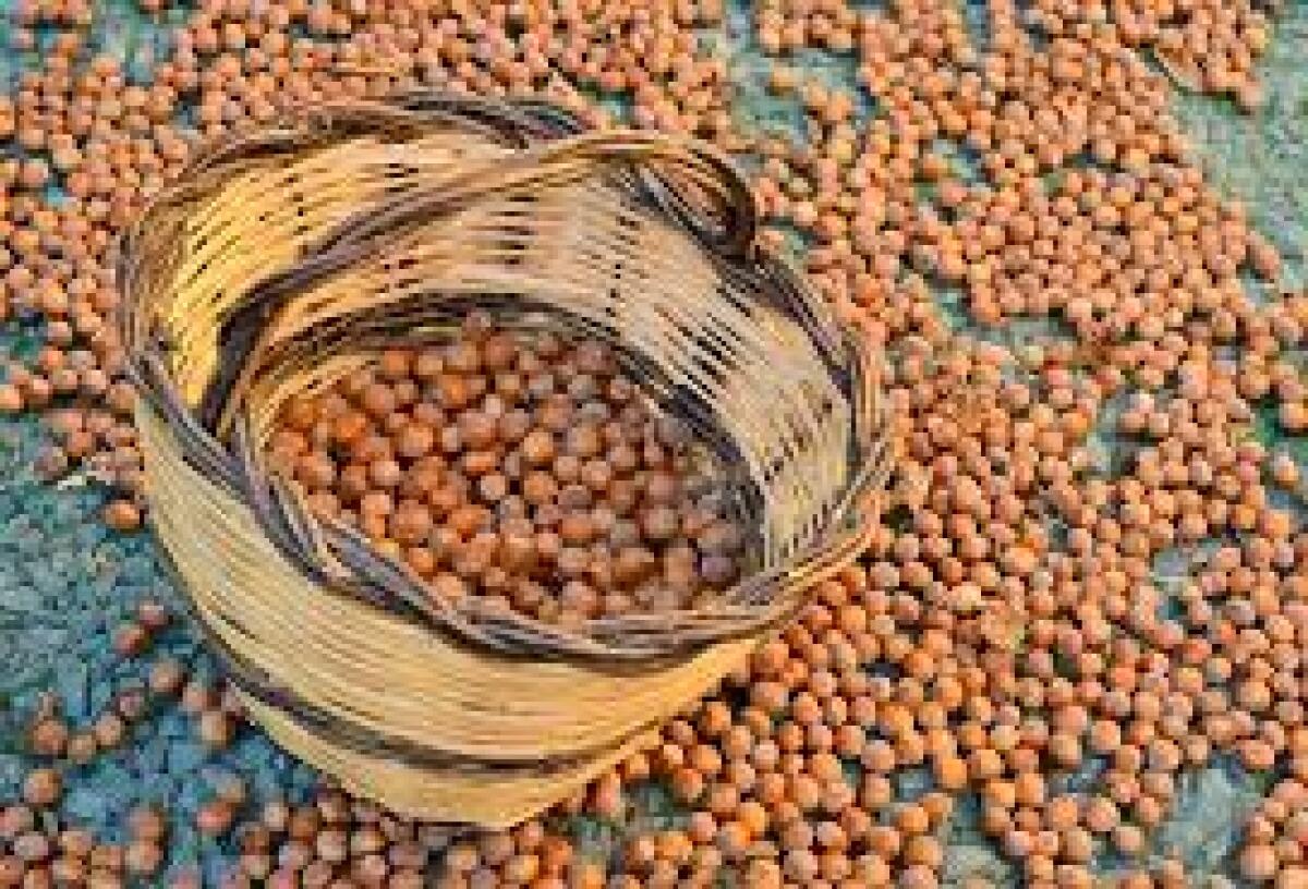 Nocciole, Agronomi irpini: “Buona la qualità, ma calo della produzione del 50-70%. Prezzi sul mercato ancora poco remunerativi” - 