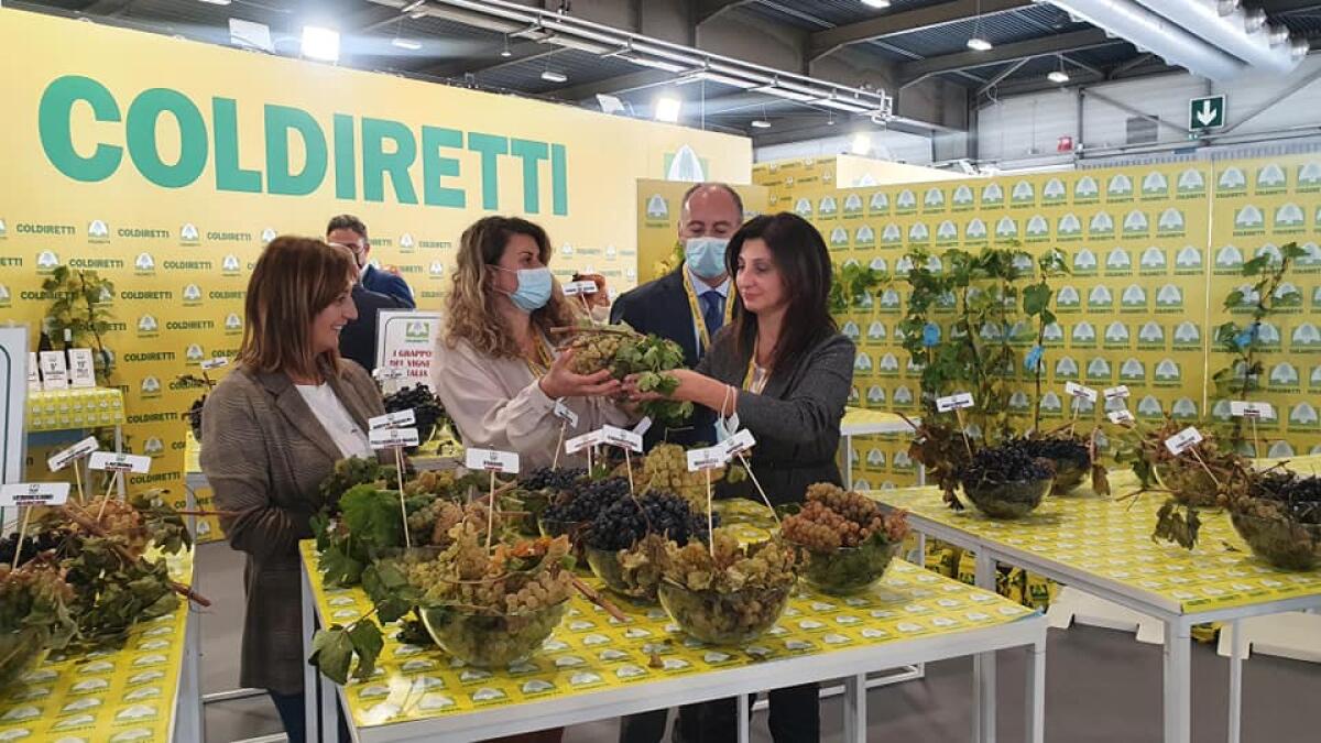Vinitaly: Coldiretti, le uve storiche campane tra i grappoli d'Italia - 