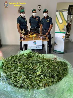 Scoperta dalla Guardia di Finanza a Sarno una vasta piantagione di cannabis