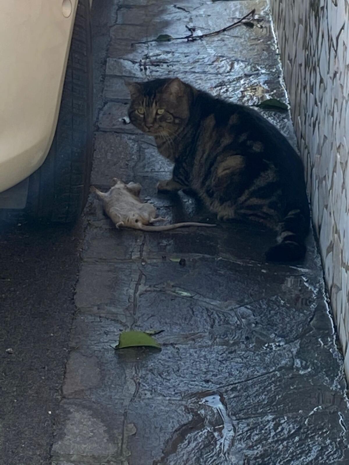 Montesarchio. Situazione di degrado in via Francesco Puchetta dove i cittadini devono con vivere con i topi - 