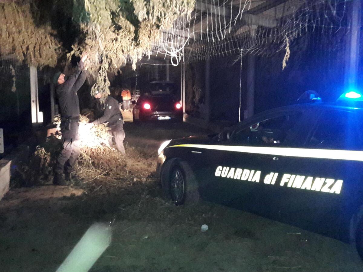 Scoperta una piantagione illegale di Cannabis, sequestrate 3,6 tonnellate di piante e infiorescente per un valore di circa 30 milioni di euro - 