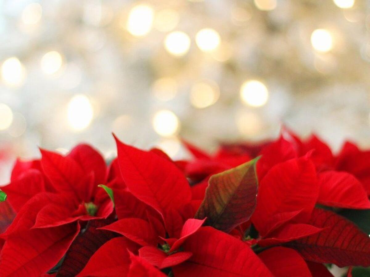 Natale, Confagricoltura: cresce la richiesta di alberi veri - 