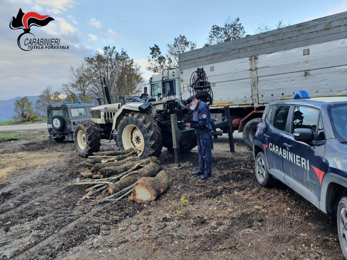 Cinque persone sorprese a tagliare alberi di alto fusto nel Parco del Taburno-Camposauro - 