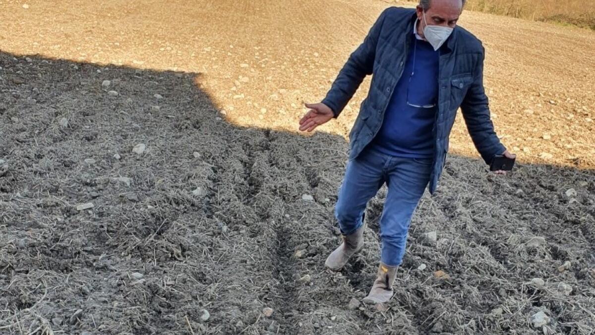 Cinghiali: Coldiretti Campania, devastate anche le semine invernali - 