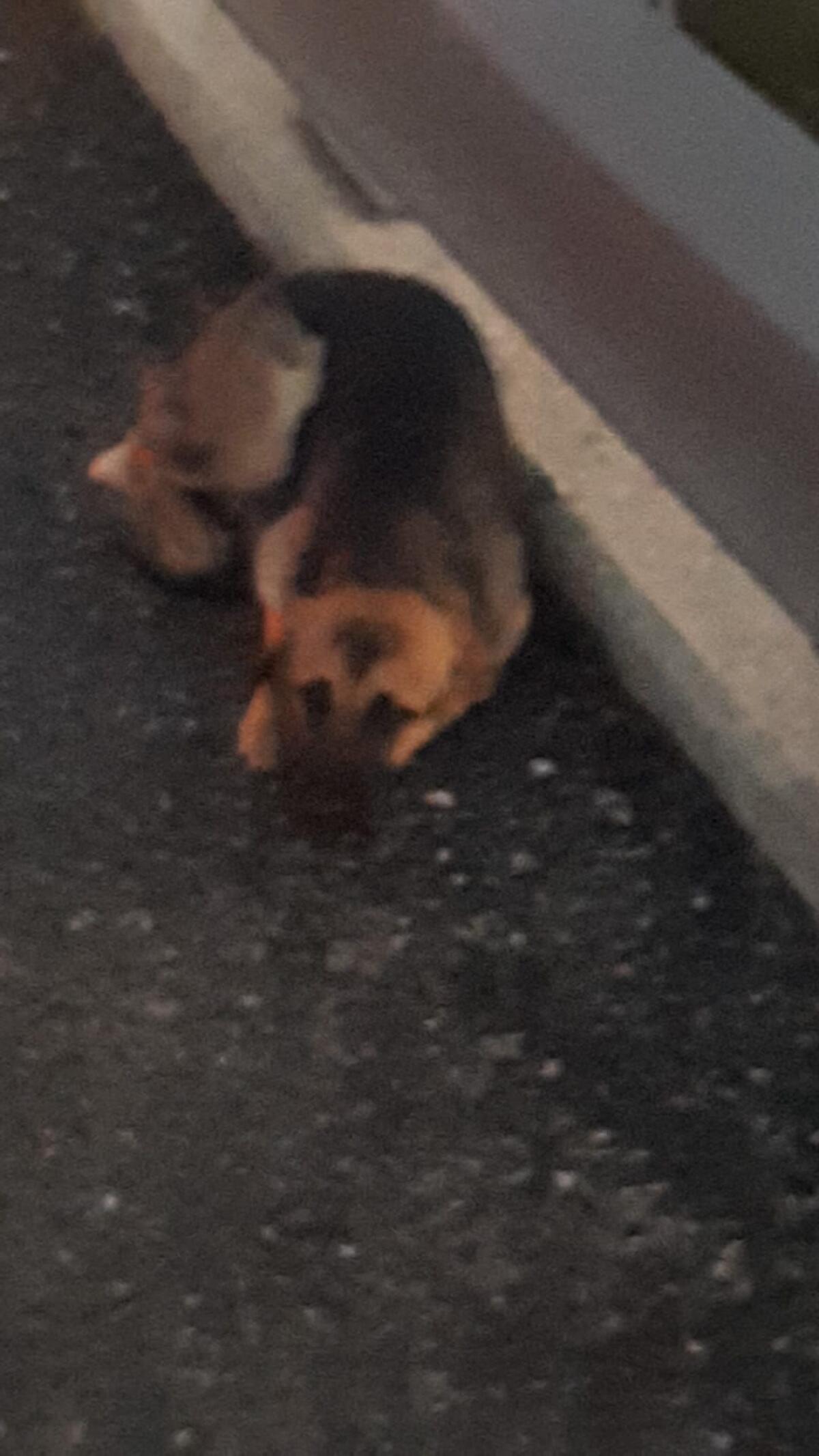 Un cucciolo investito sull'Ofantina messo in salvo dagli agenti della Volante - 