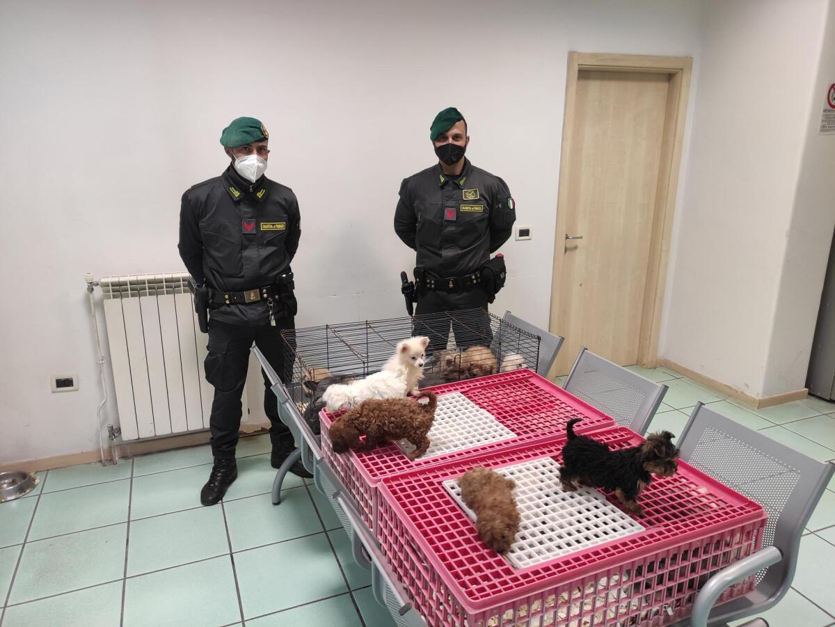 Sgominato traffico di animali da compagnia, sequestrati 39 cuccioli - 