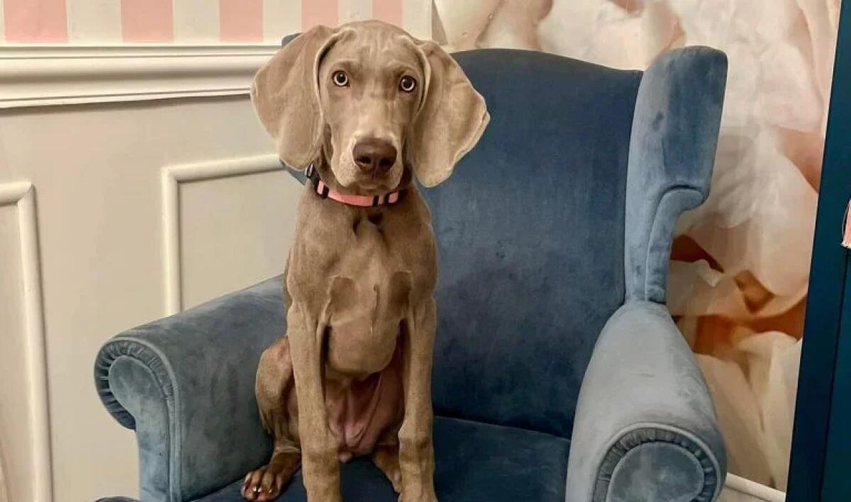 Runa, la cagnolina che ha salvato un'anziana signora - 