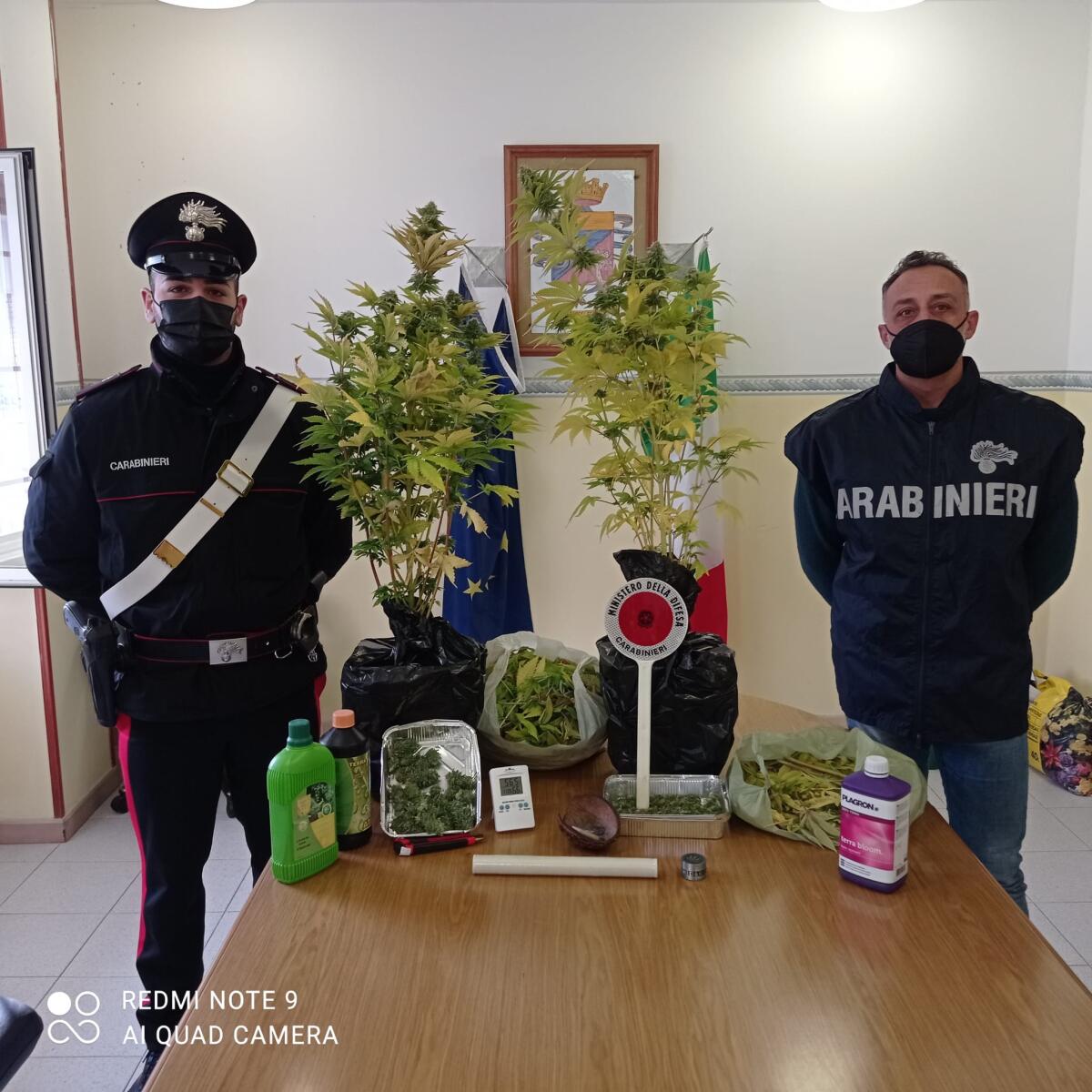 Coltivava marijuana in una mansarda, arrestato un 40 enne - 