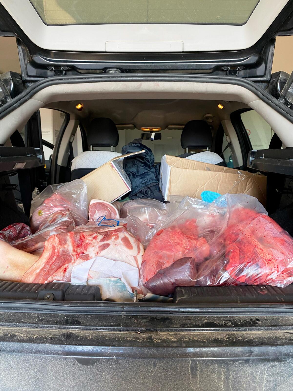 Sequestrati 300 chili di carne suina - 