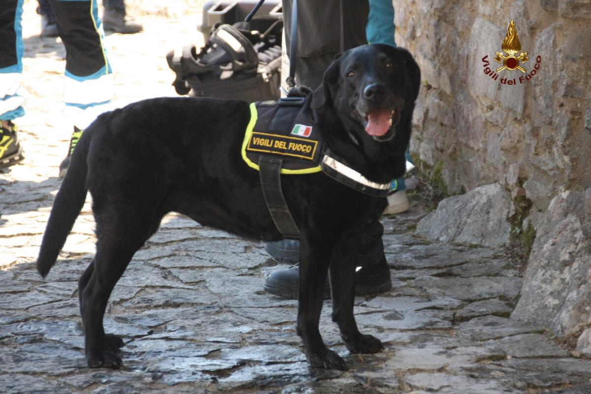 Sasha il cane dei Vigili del Fuoco di Avellino va in pensione - 