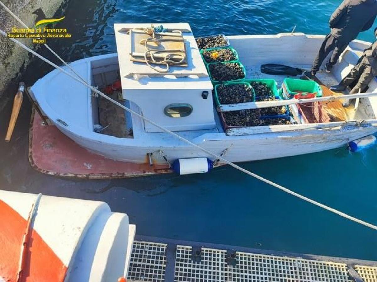 Sequestrati 400KG di mitili nel Porto di Napoli - 