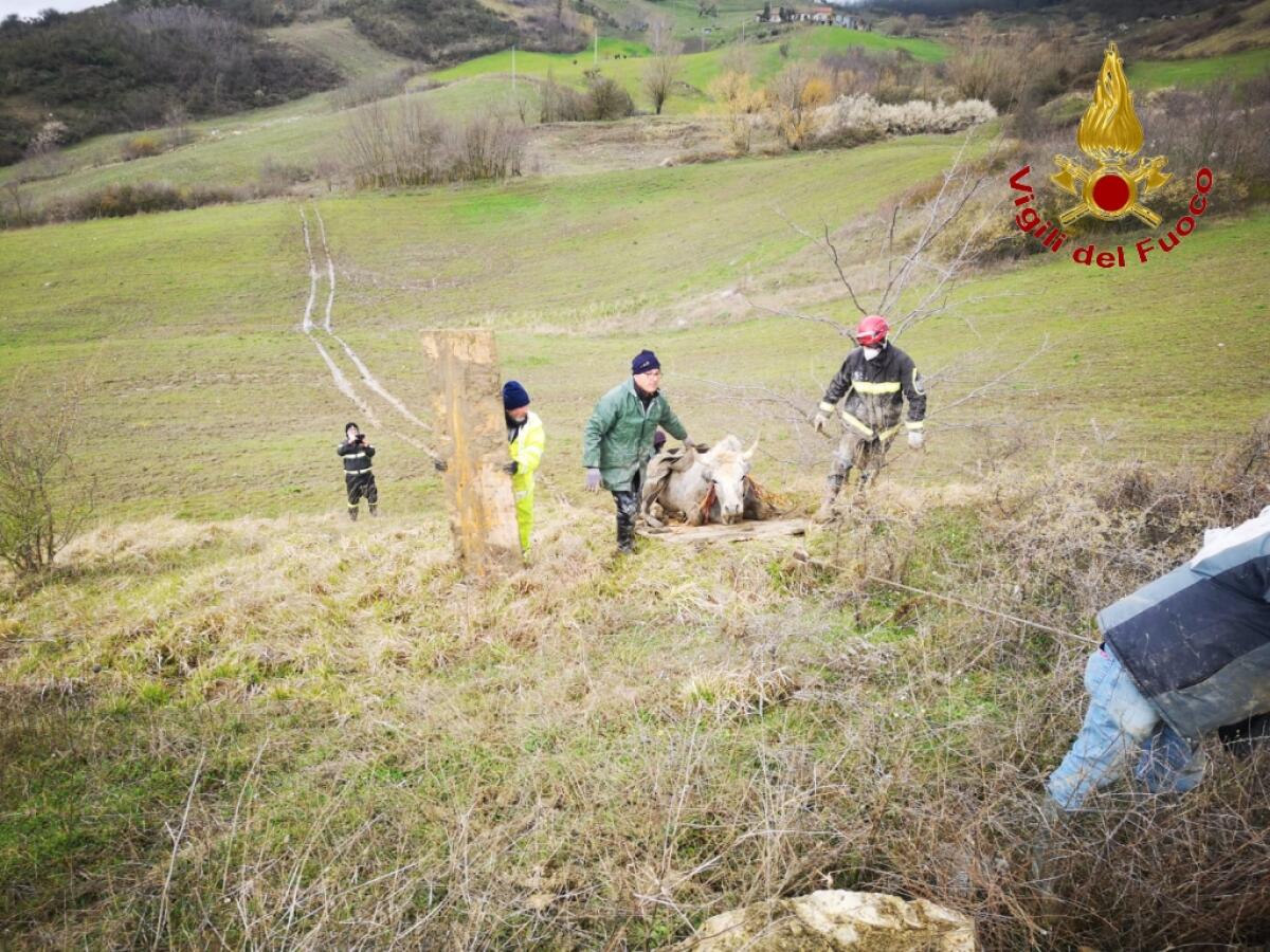 Vigili del fuoco portano in salvo una mucca intrappolata nel fango - 