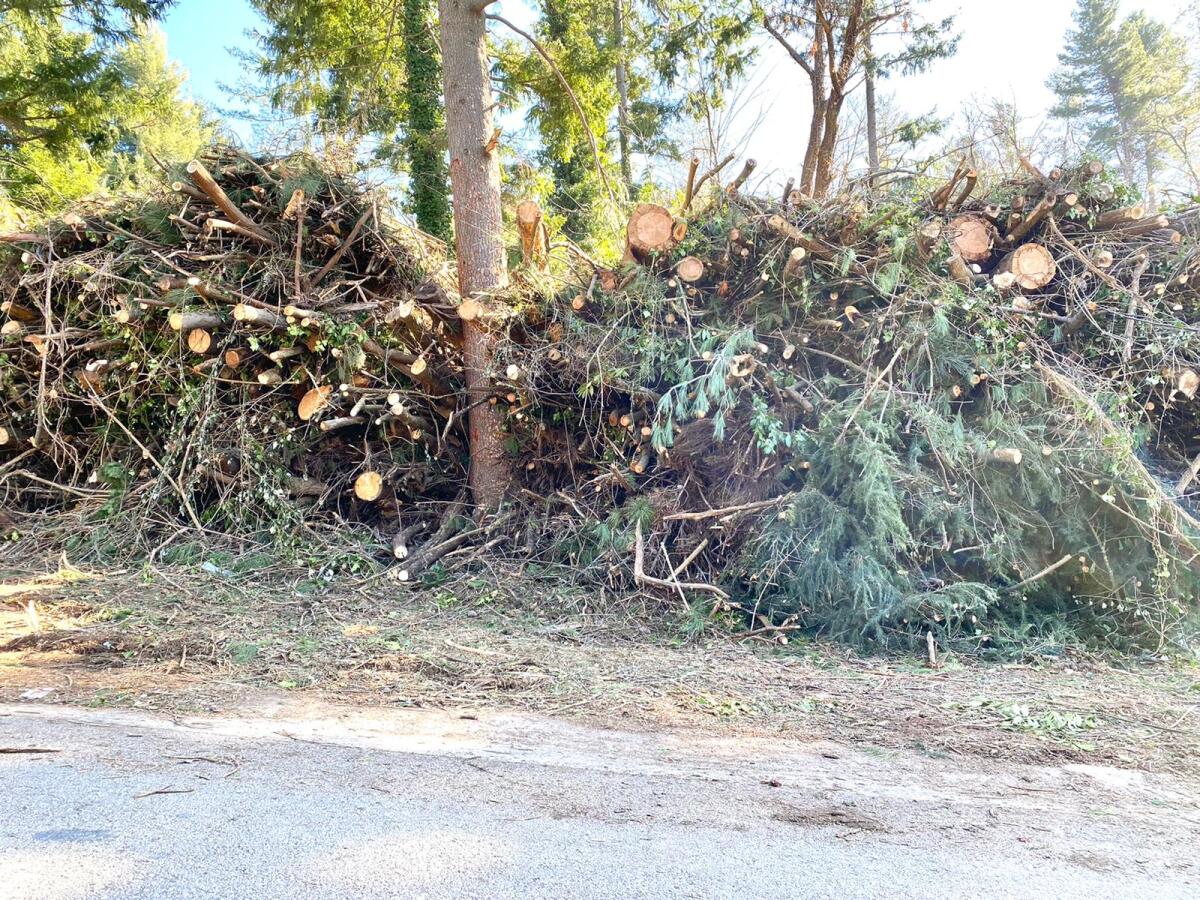 Pineta Sessa: basta motoseghe - 