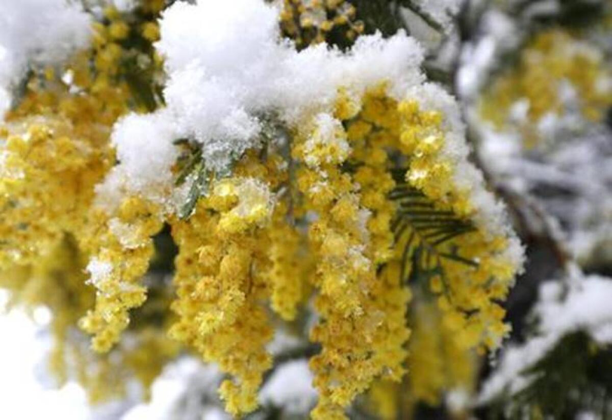 In Campania Festa della donna all'insegna del freddo - 