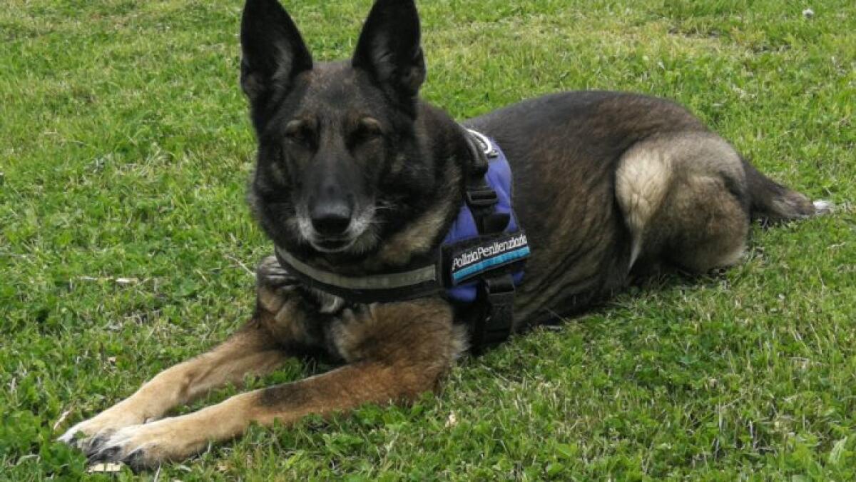 E' venuto a mancare nel corpo di polizia penitenziaria il cane antidroga Hanya - 