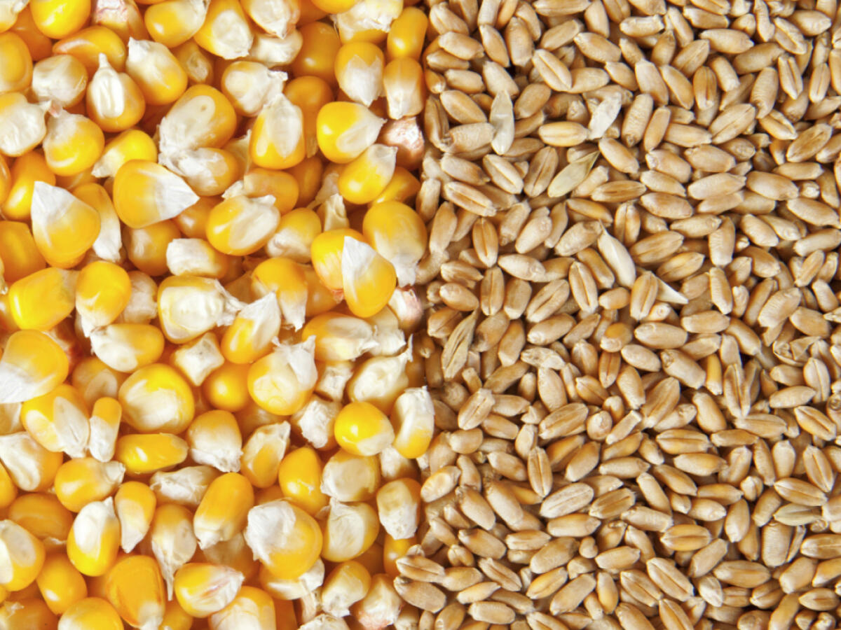 Grano e Mais: Coldiretti Campania, pronti a produrre 2 mln di quintali - 