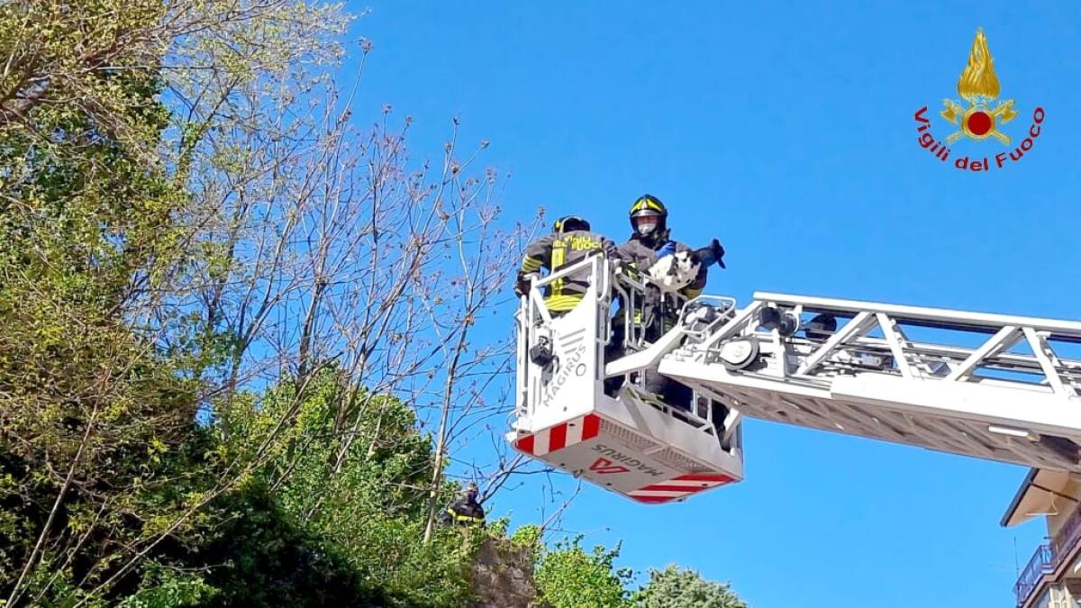 Vigili del fuoco recuperano una capretta finita in una scarpata - 