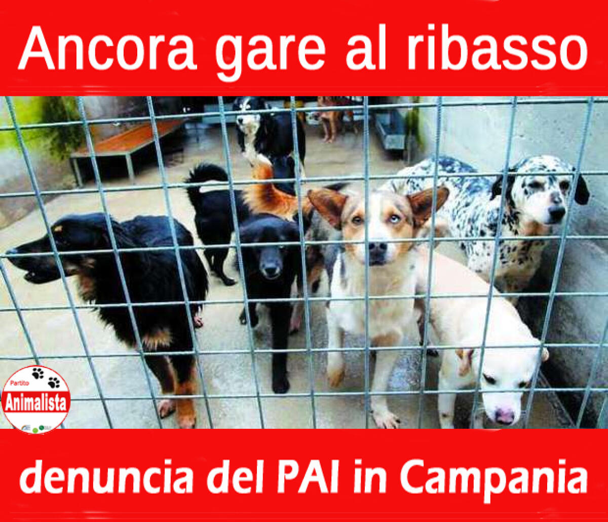 Ancora gare al ribasso per i canili in Campania. - 