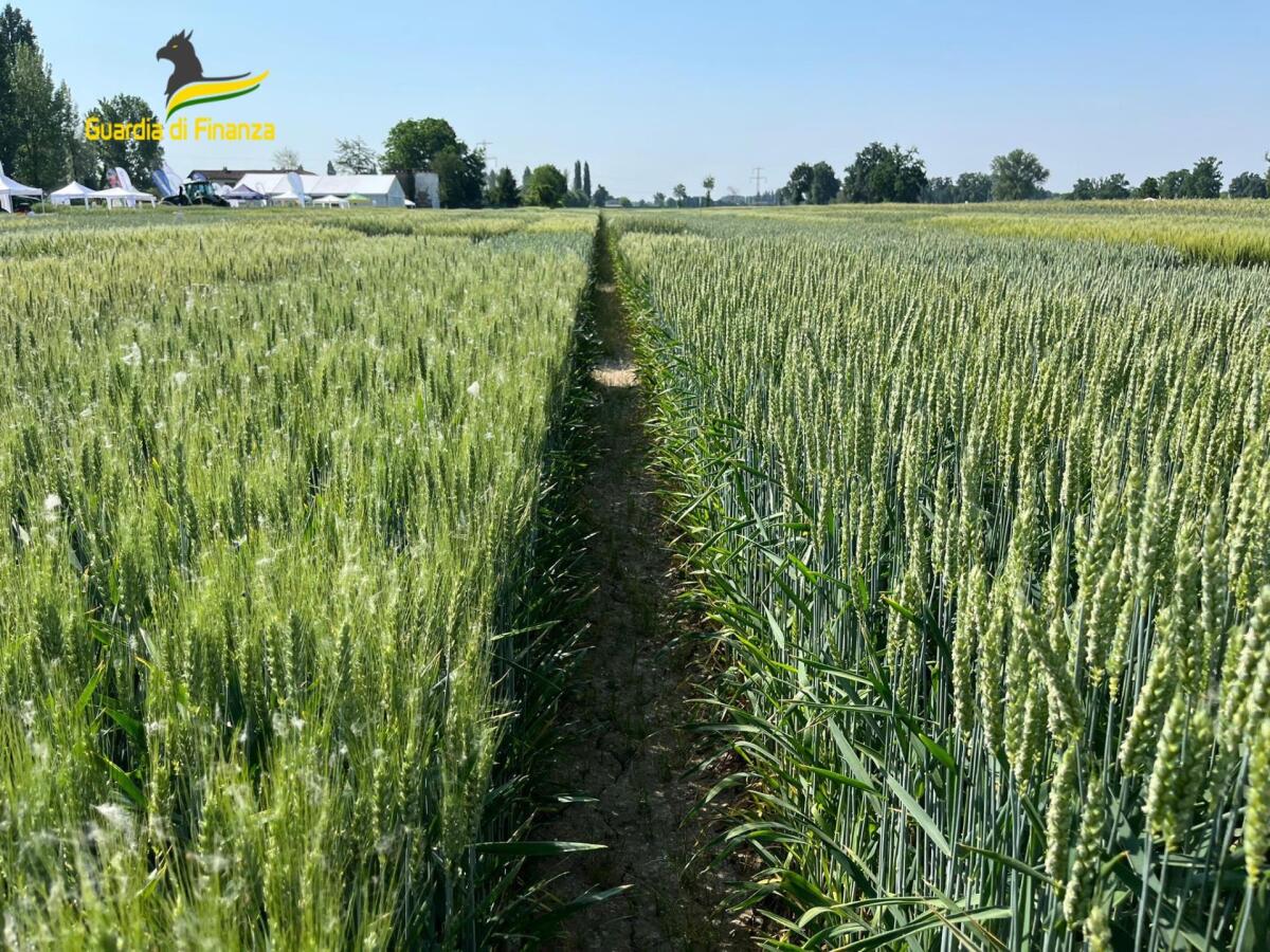 Pirateria agroalimentare, sequestrate 105 tonnellate di grano - 