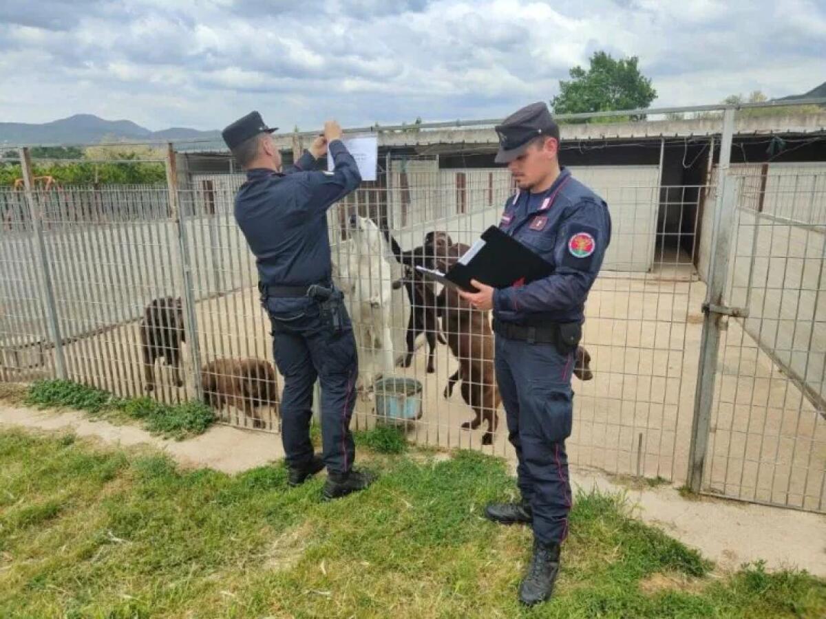 Scoperto e sequestrato un allevamento abusivo di cani Labrador - 