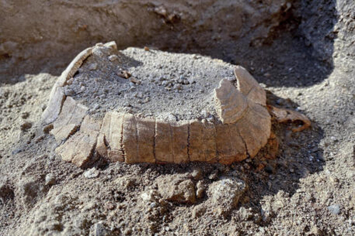 Dagli scavi di Pompei emerge una tartaruga quasi intatta - 