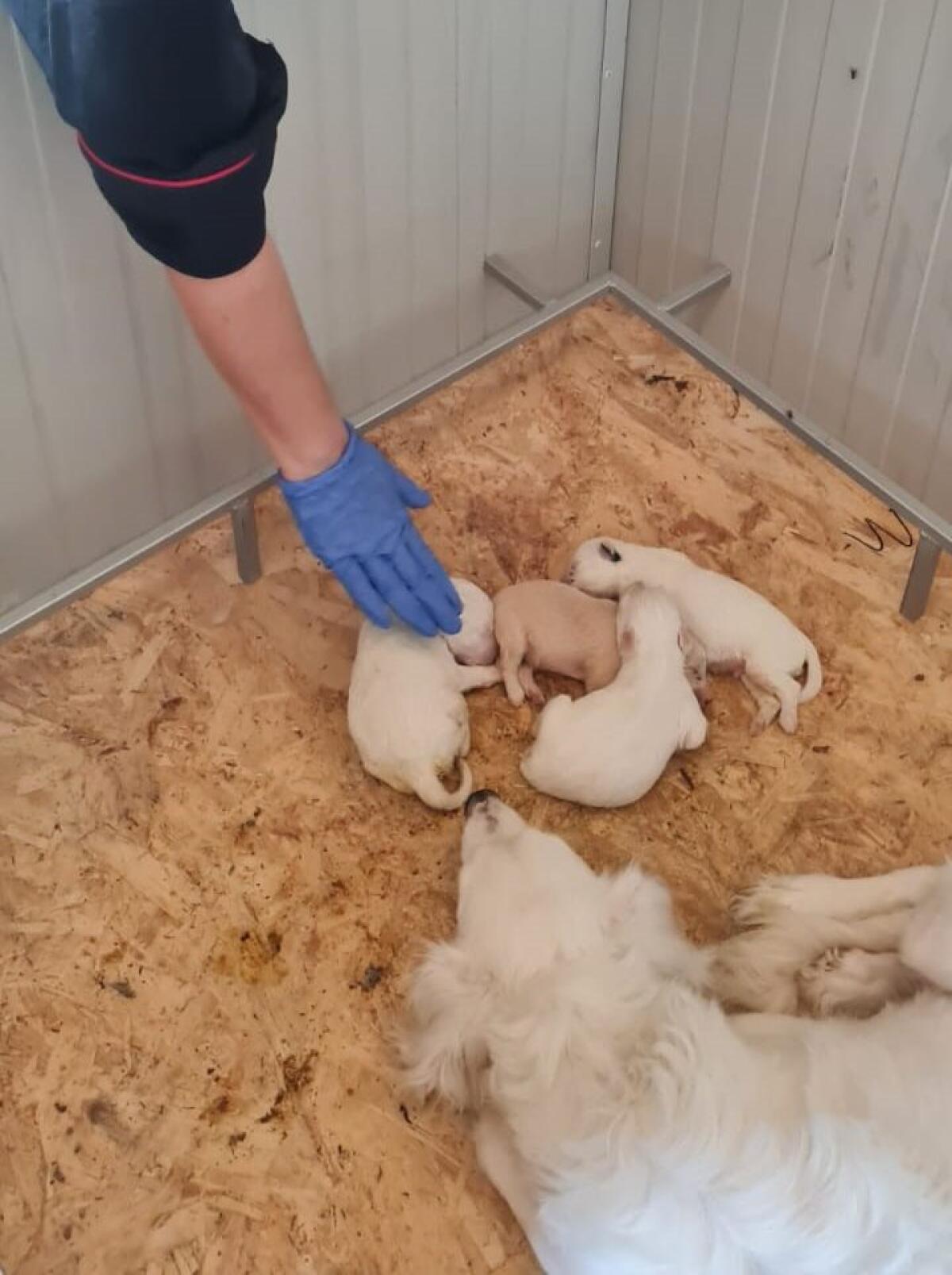 Cinque cuccioli di cane abbandonati in una scatola di cartone - 