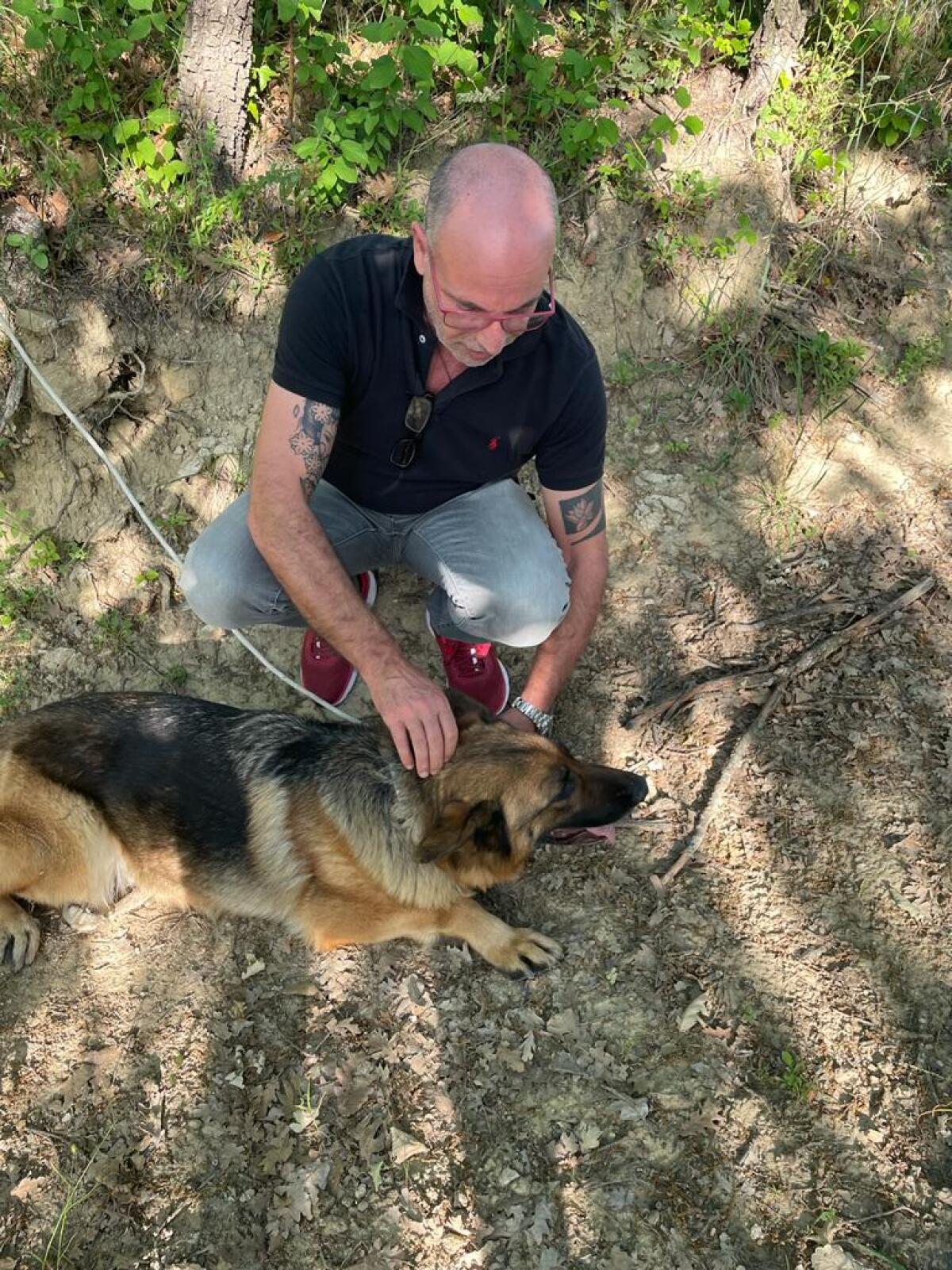 Pastore tedesco legato ad un albero salvato dai volontari dell'associazione Orme sul Cuore - 
