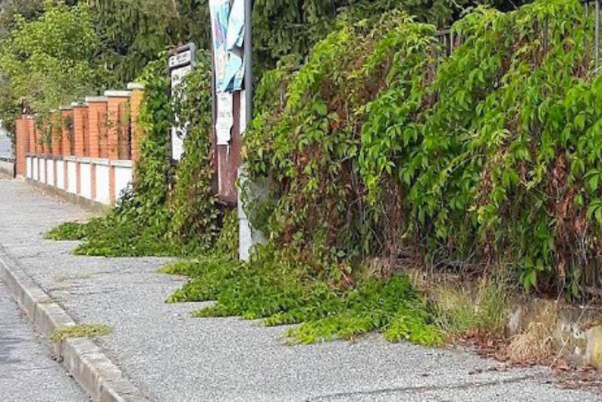 Cervinara. Obbligo manutenzione e vegetazione lungo strade ed aree pubbliche - 