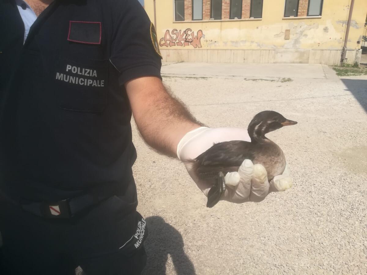 Montesarchio. Rinvenuto piccolo Airone Cenerino - 