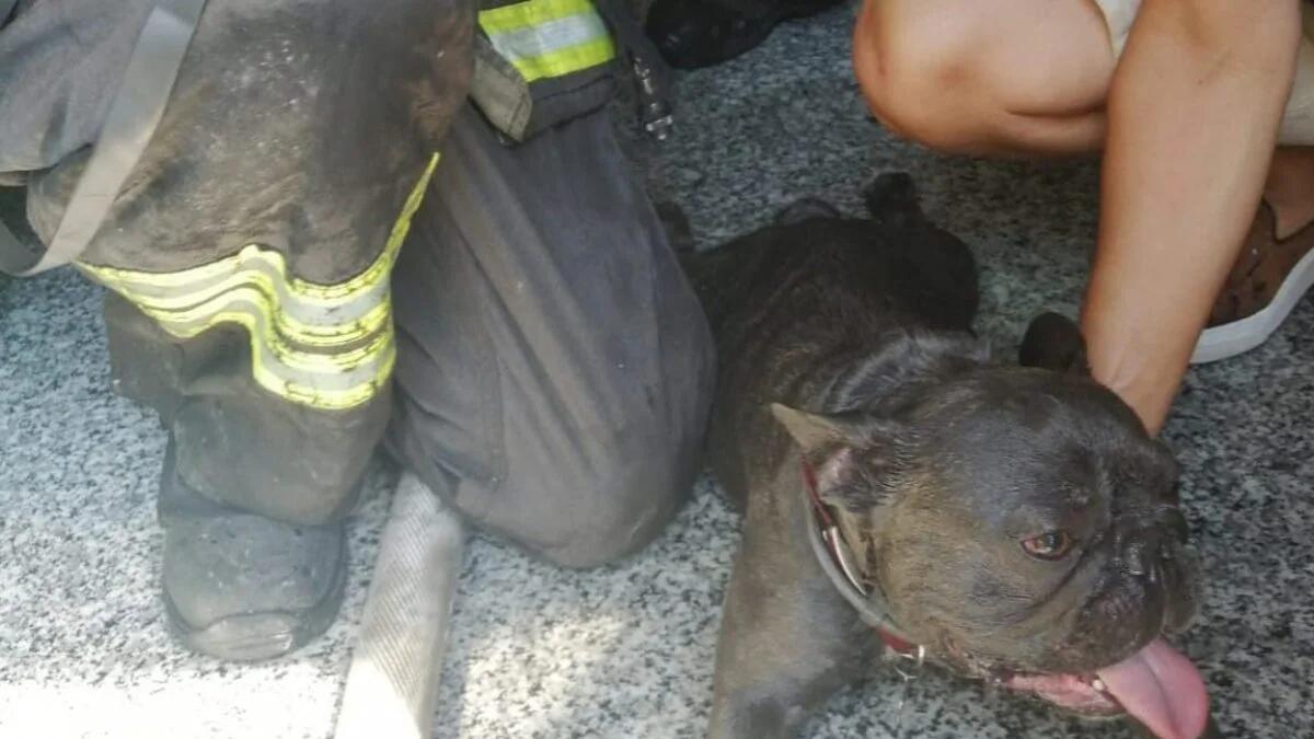 Incendio in casa, cagnolino sviene tra le fiamme: salvato e rianimato dai pompieri - 