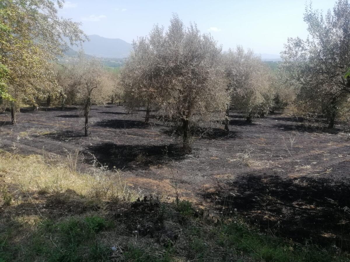 70enne piromane denunciato dai Carabinieri - 