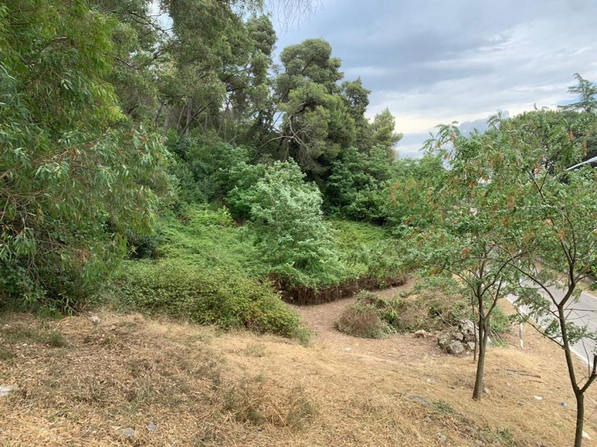 Manutenzione straordinaria della pineta di Monte Pugliano a Telese Terme. - 