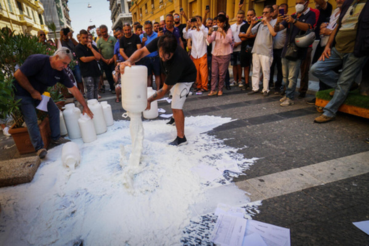 Allevatori bufale versano latte fuori sede Regione Campania - 