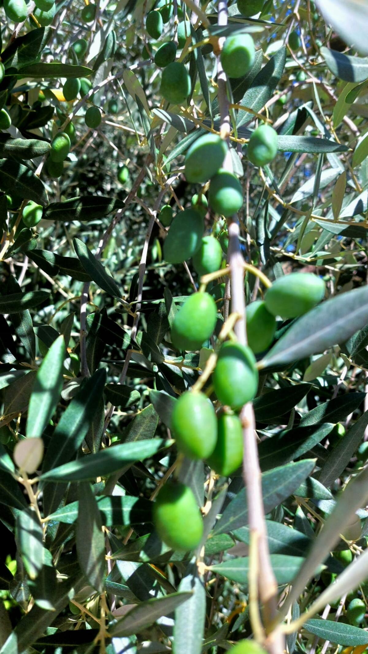 Olivicoltura irpina: produzione in calo per effetto delle condizioni climatiche - 