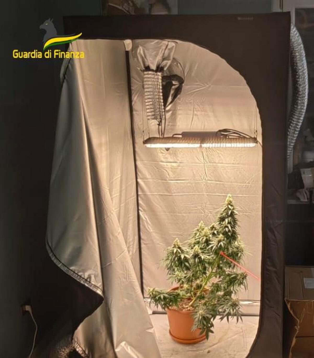 Aveva realizzato in casa una serra per la coltivazione di marijuana, denunciato un 44enne - 