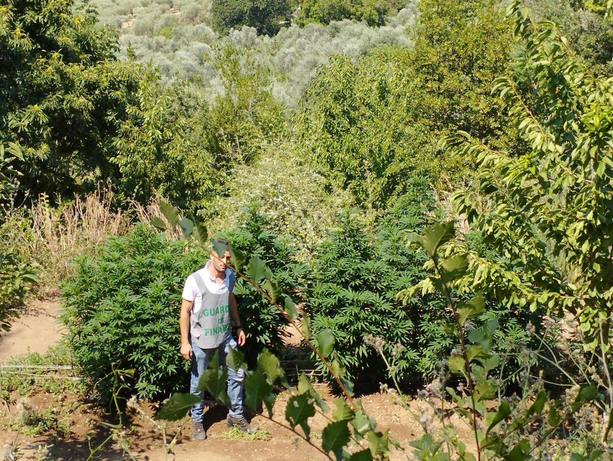 Scoperta una piantagione illegale di cannabis, un arresto - 