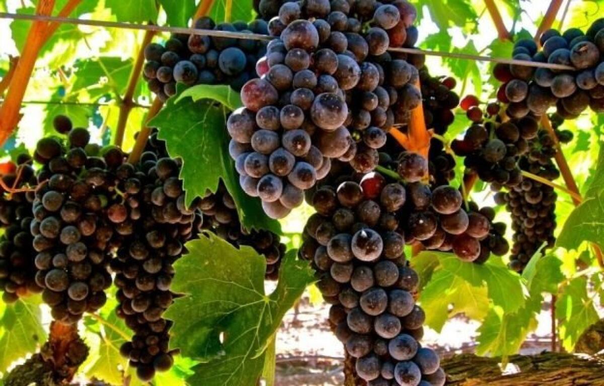 Consorzio di Tutela Vini d’Irpinia inteviene sull'allarme della CIA - 