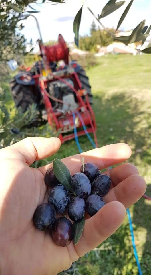 Olivicoltura irpina: produzione in calo per effetto delle condizioni climatiche