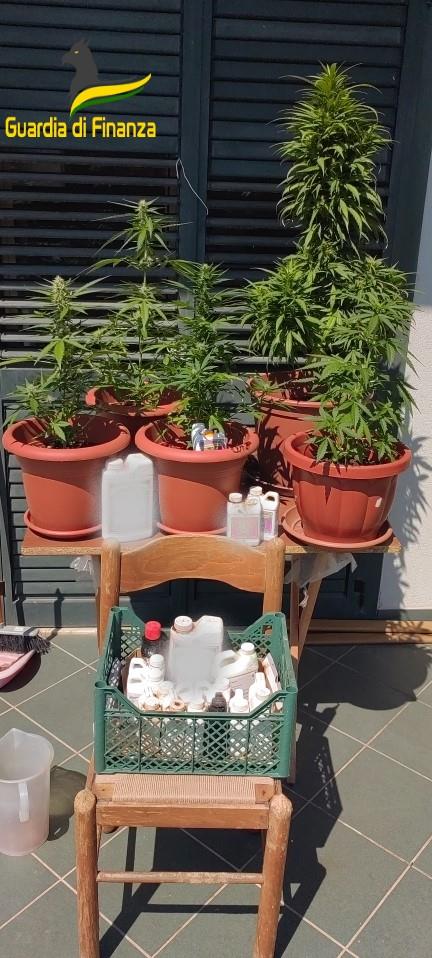 Aveva realizzato in casa una serra per la coltivazione di marijuana, denunciato un 44enne