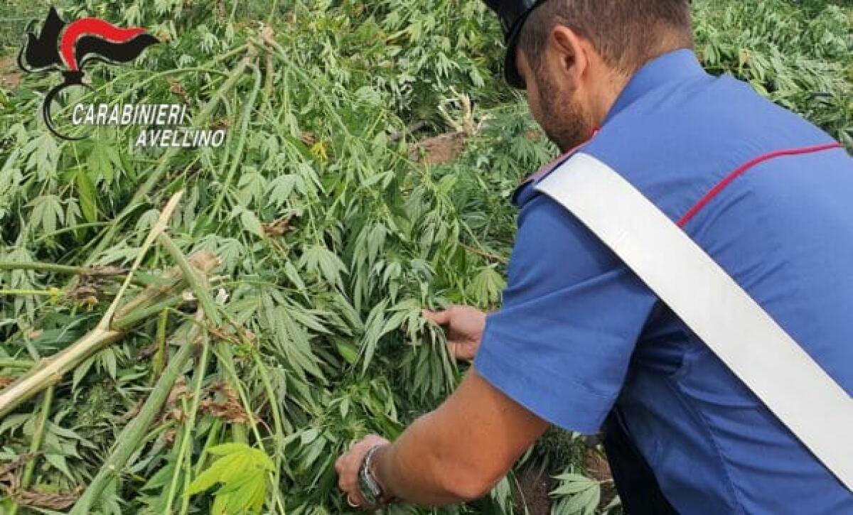 Mirabella Eclano. Scoperta una vasta piantagione di canapa indiana - 