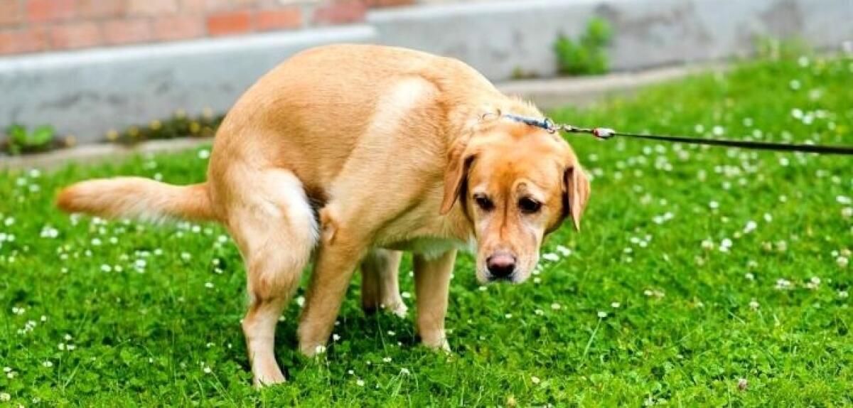 Telese Terme, divieto abbandono deiezioni canine. - 