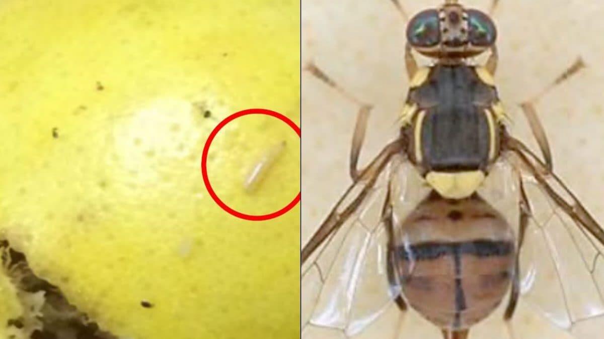 Allarme in Campania per la mosca orientale che fa marcire la frutta - 