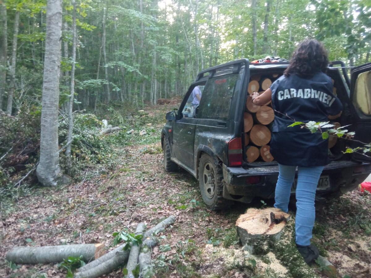 Furto aggravato di legna, in manette due persone - 