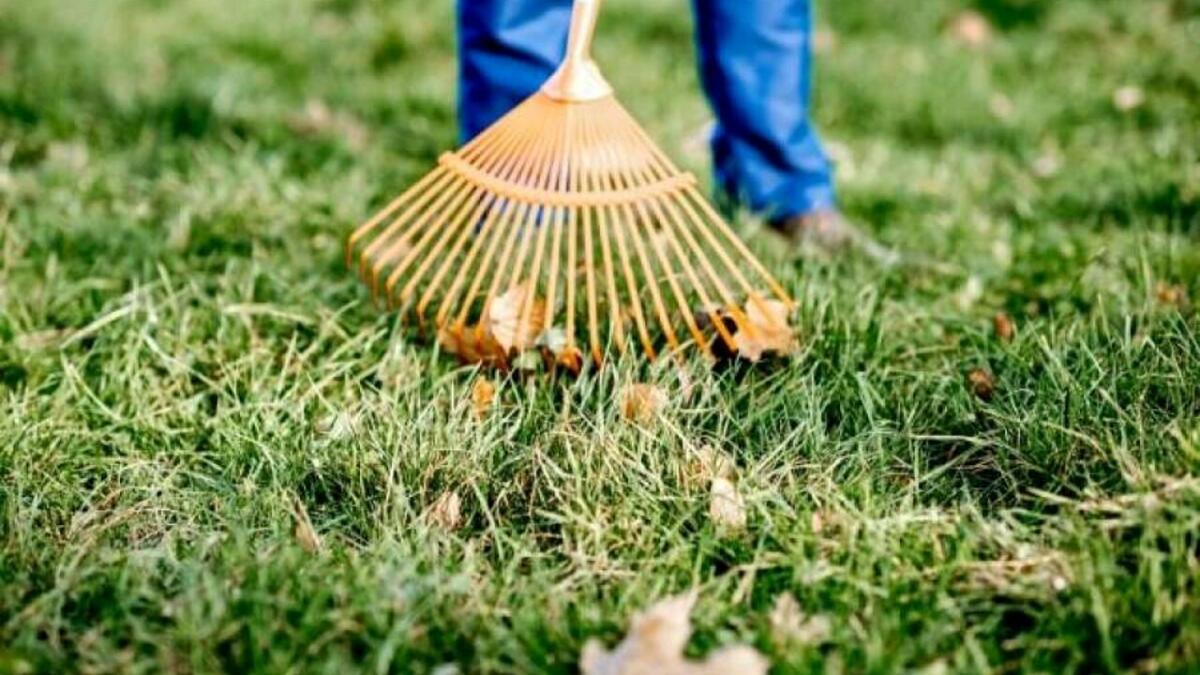 Reddito di cittadinanza, al via il progetto Cuore Verde - 
