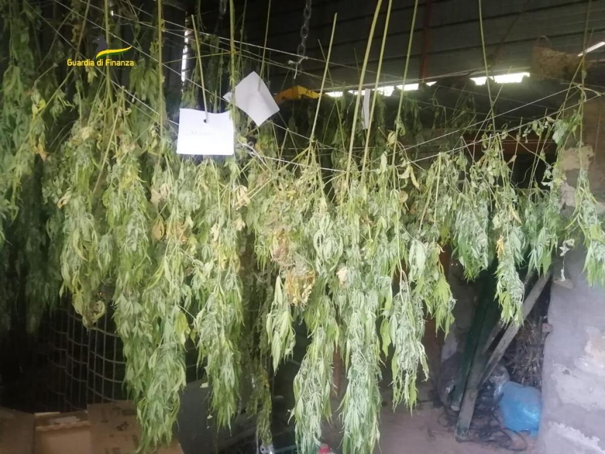 Sequestrate 300 piante di canapa indiana - 