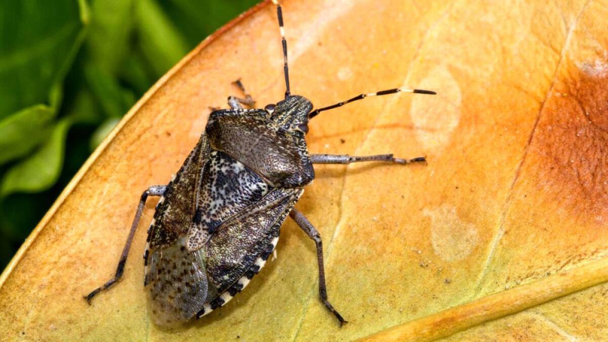 L'incubo di inizio autunno sono le cimici - 