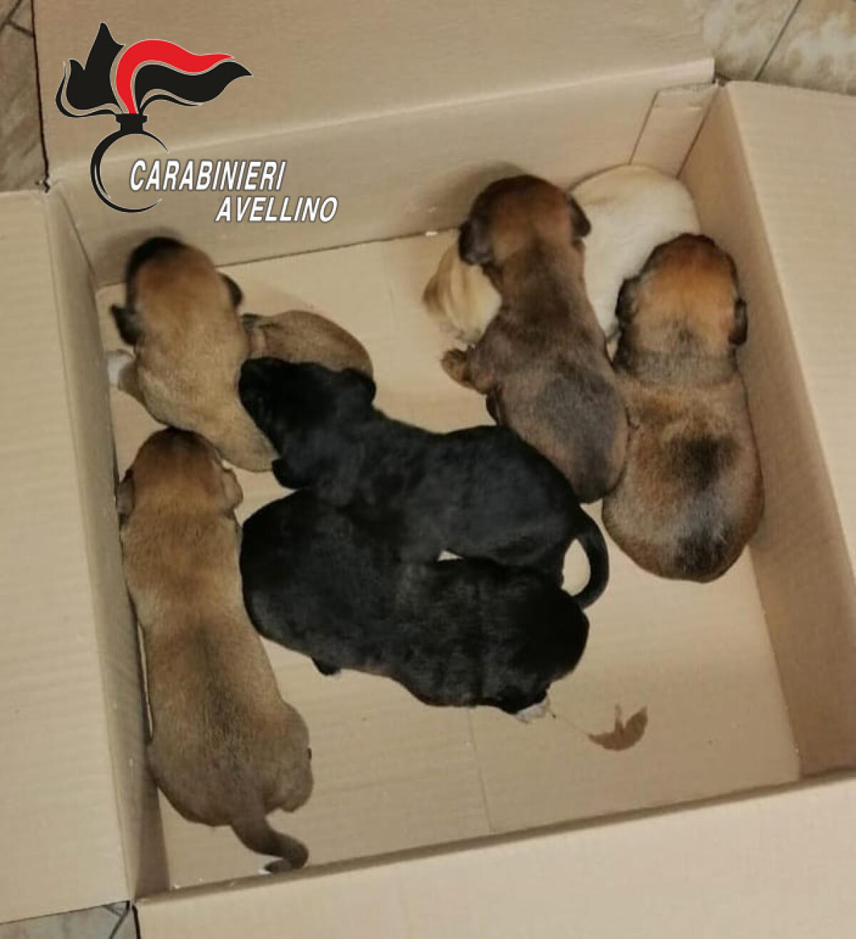 Lacedonia. I Carabinieri salvano sette cuccioli di cane - 