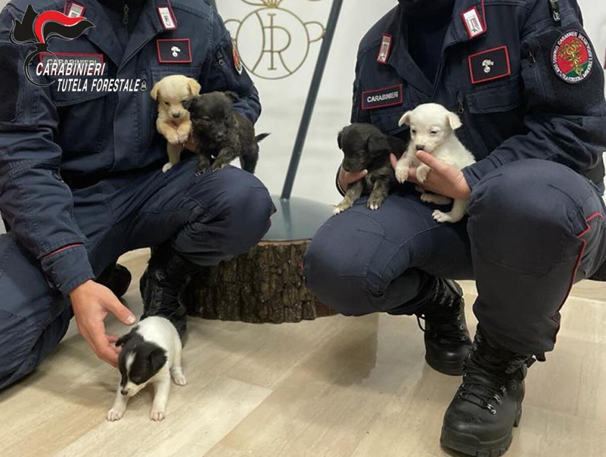 Cinque cuccioli di cane salvati dai Carabinieri - 