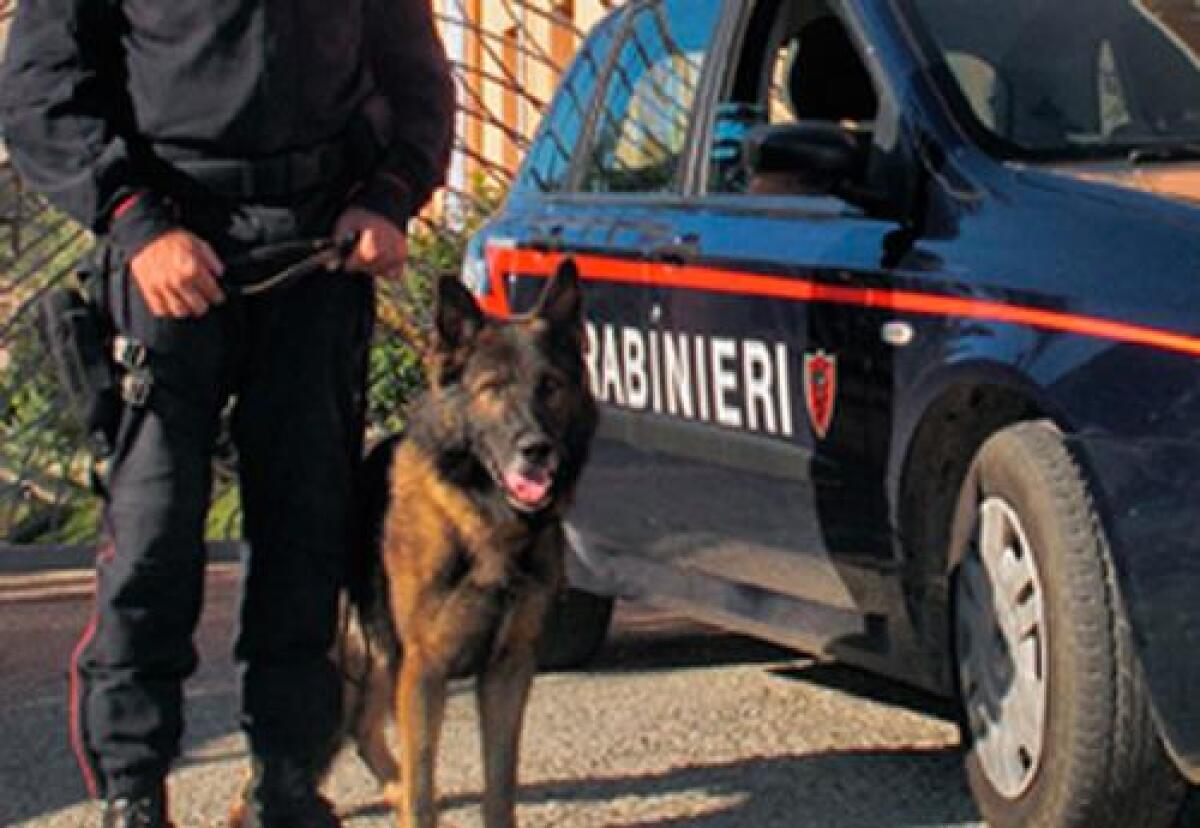 In un bar all'interno di un frigo trovati 27 grammi di marijuana - 