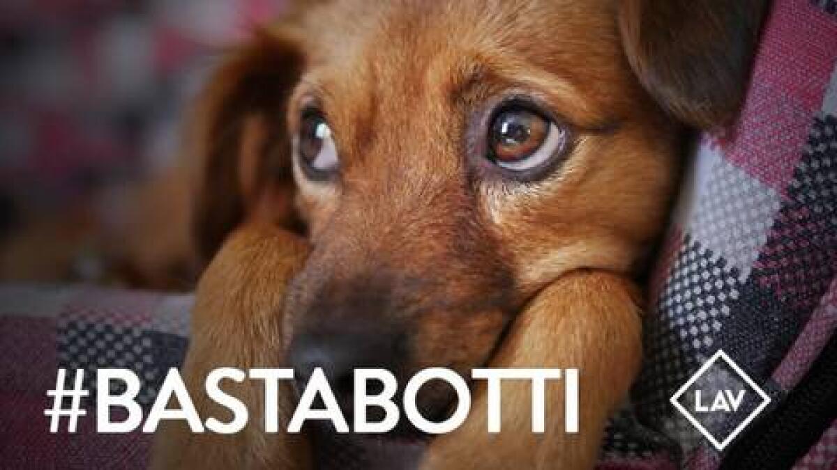 LAV: basta botti, vietiamoli per sempre - 